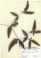 藏品(蔓芒萁)的圖片